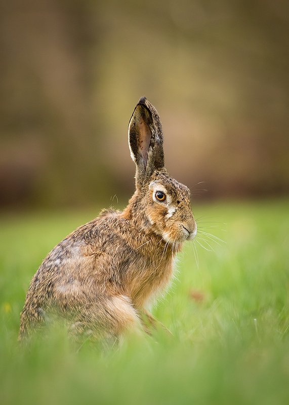 Hare фото превью