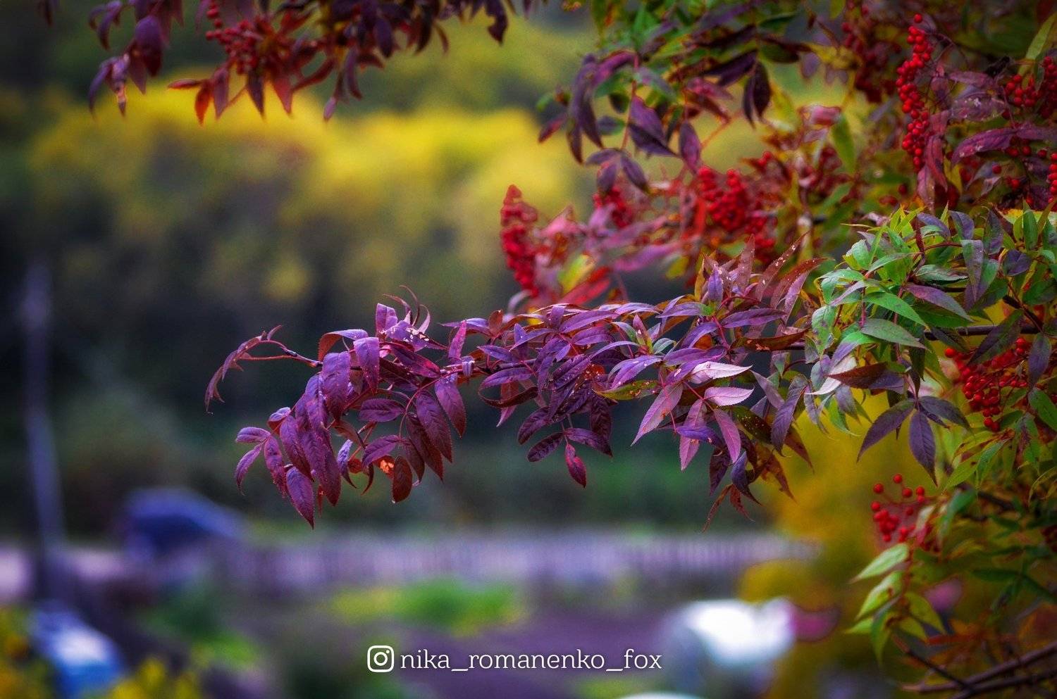 #сахалин, #осень, #листья, #рябина, #лес, #forrest, #autumn, #yellow, Вероника Романенко
