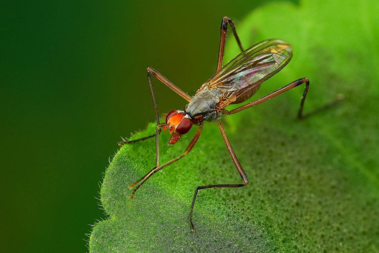 макро,природа,муха,насекомое,цвет,коричневый,зеленый,животное,растение,лист, Андрей Шаповалов