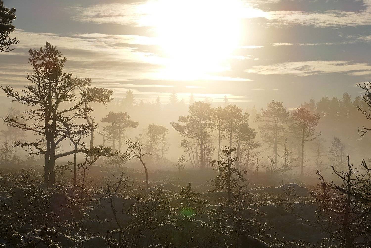 landscape, nature, fog, mist, sunlight, light, mountain, forest, sun, trees, foggy, clouds, frost, , Svetlana Povarova Ree