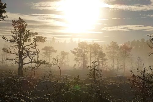 Колдовство тумана