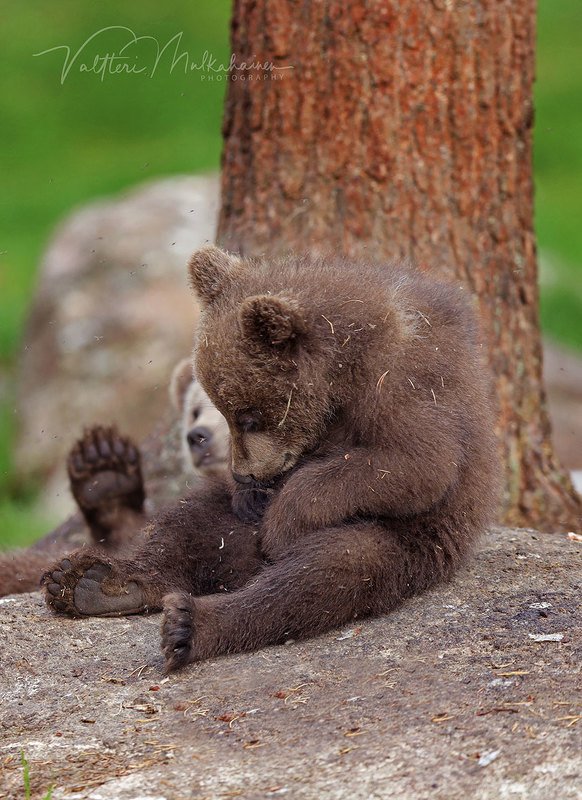 Маам, а я мальчик или девочка? фото превью