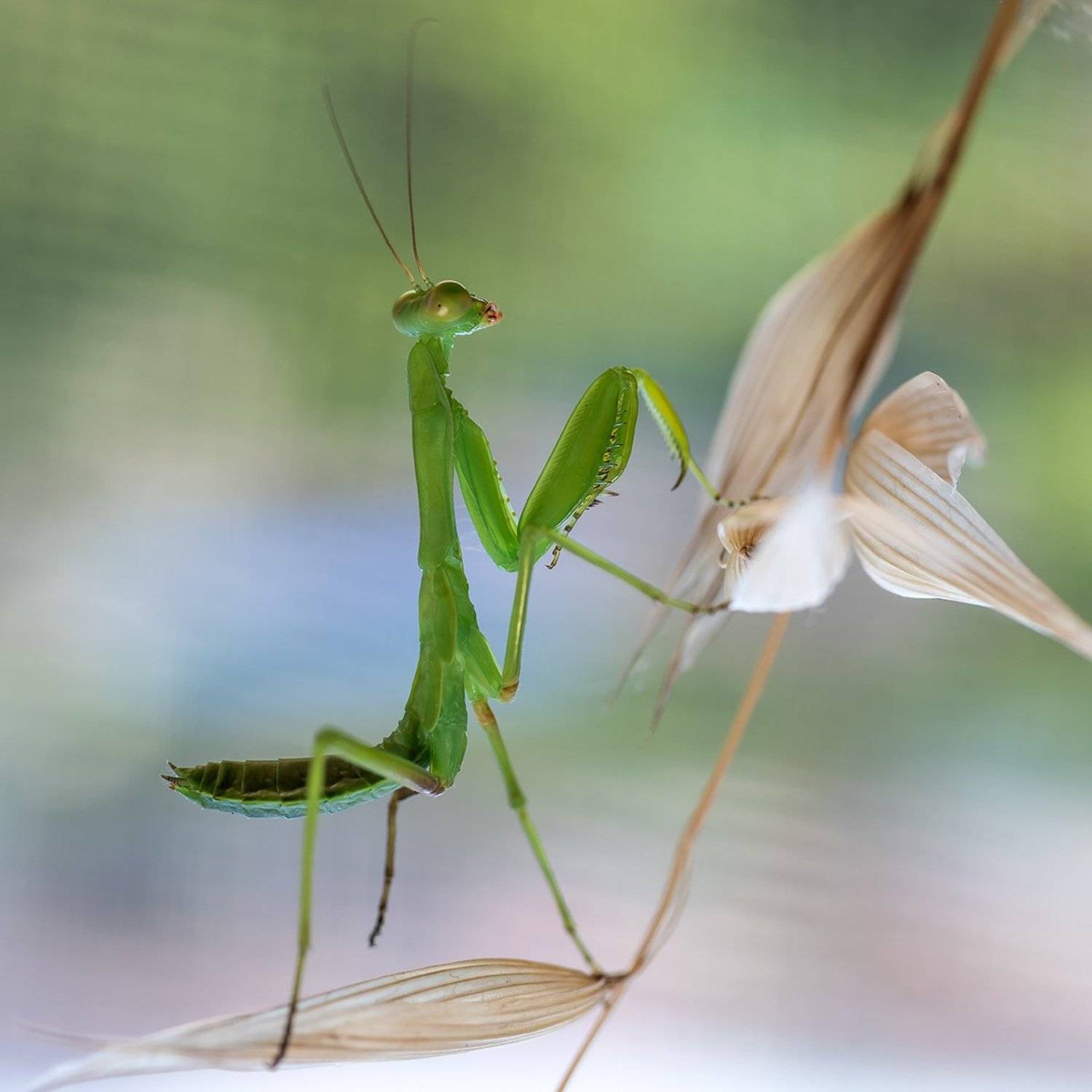 , Александр Земляной