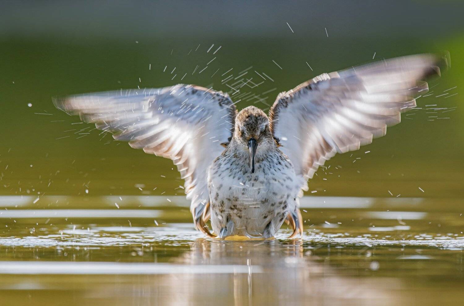 птицы,природа, осень, Андрей Киселёв