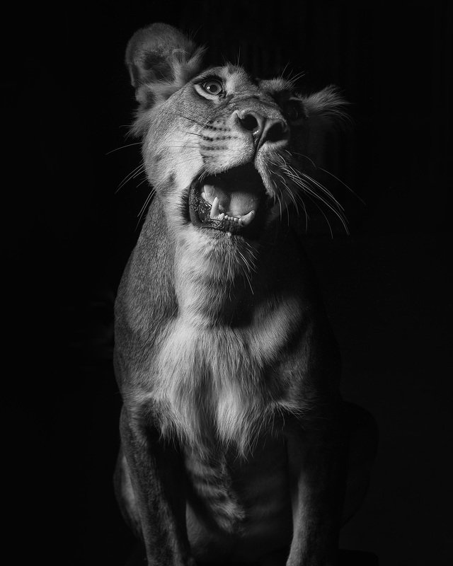 Лили рычит фото превью