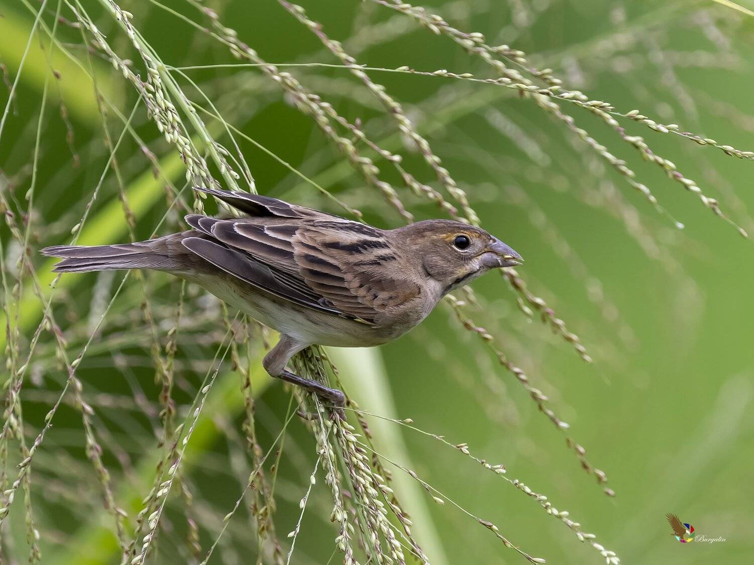 , Fernando Burgalin Sequeira