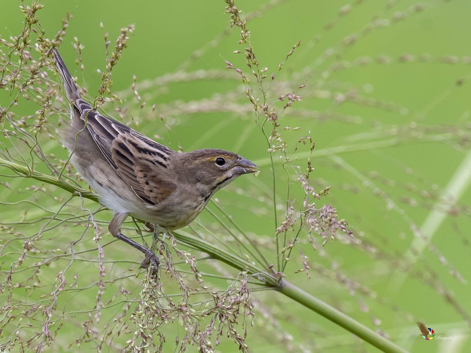, Fernando Burgalin Sequeira