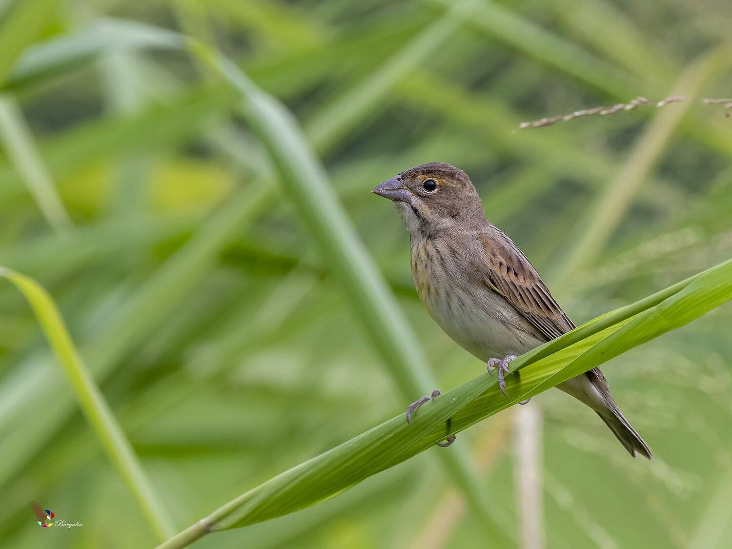 , Fernando Burgalin Sequeira