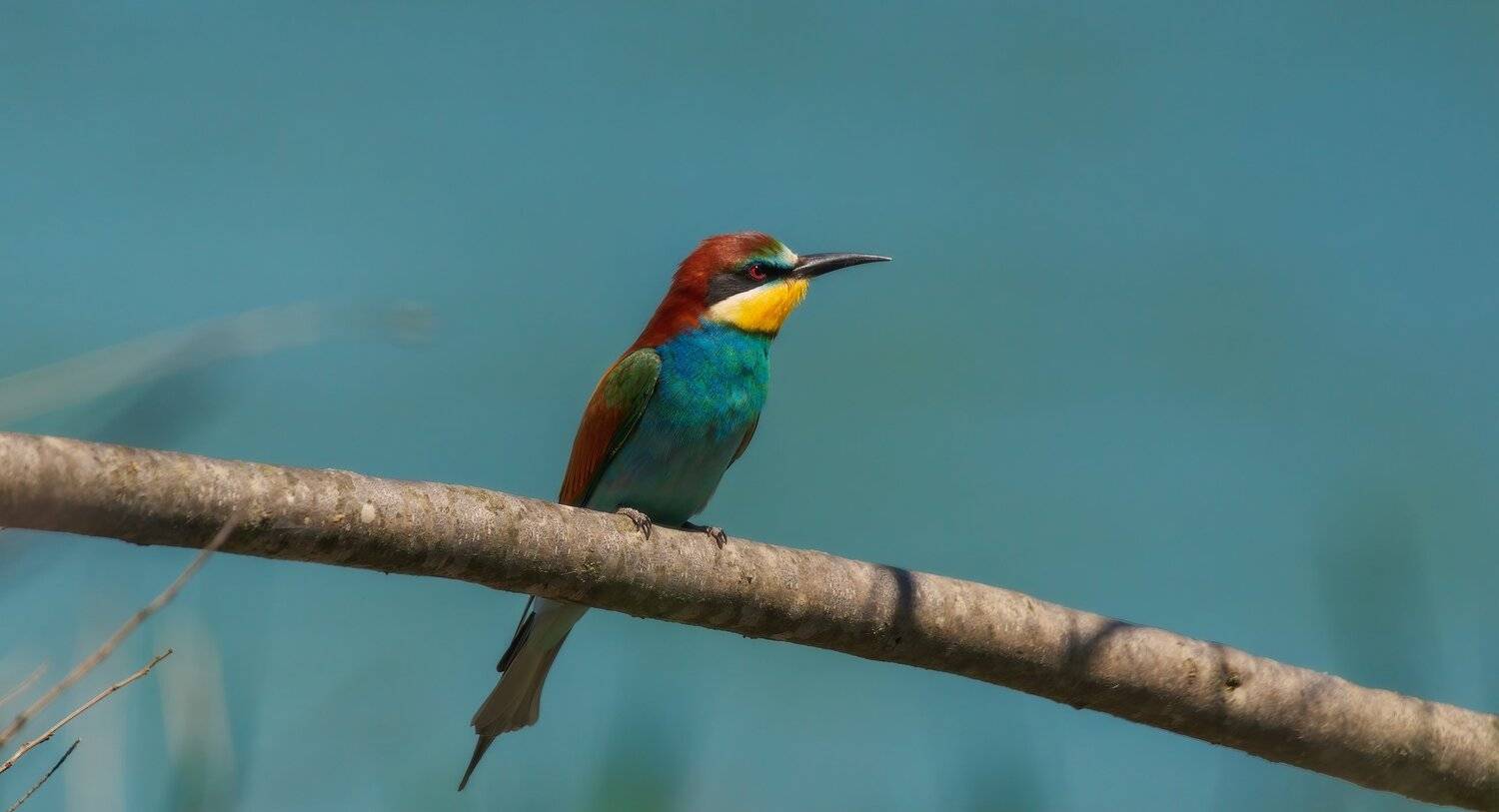 , Alexander Plekhanov