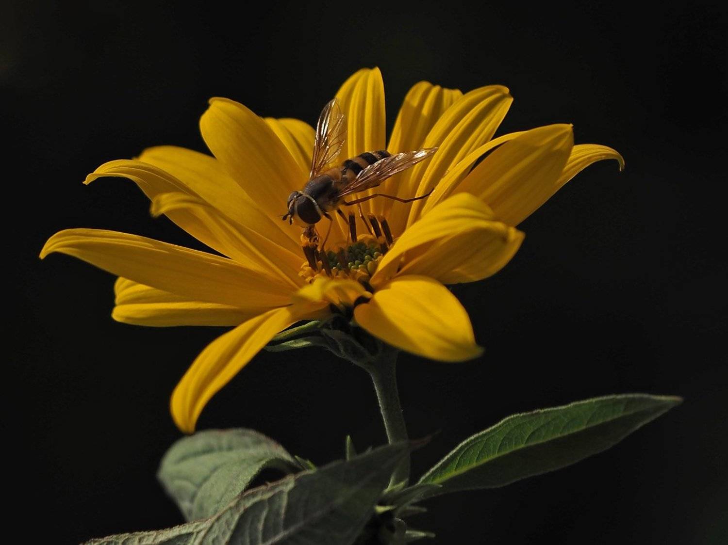 , Сергей Духанин