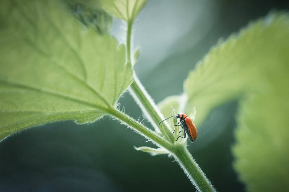 макро, macro, жук, лилейная трещалка, Lilioceris lilii, bug, red, Марина Хилько