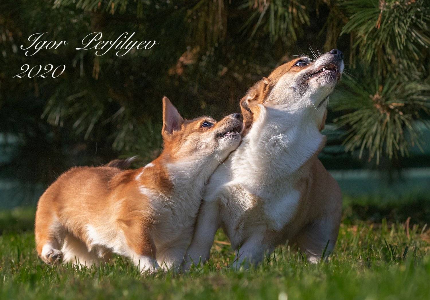 , игорь перфильев