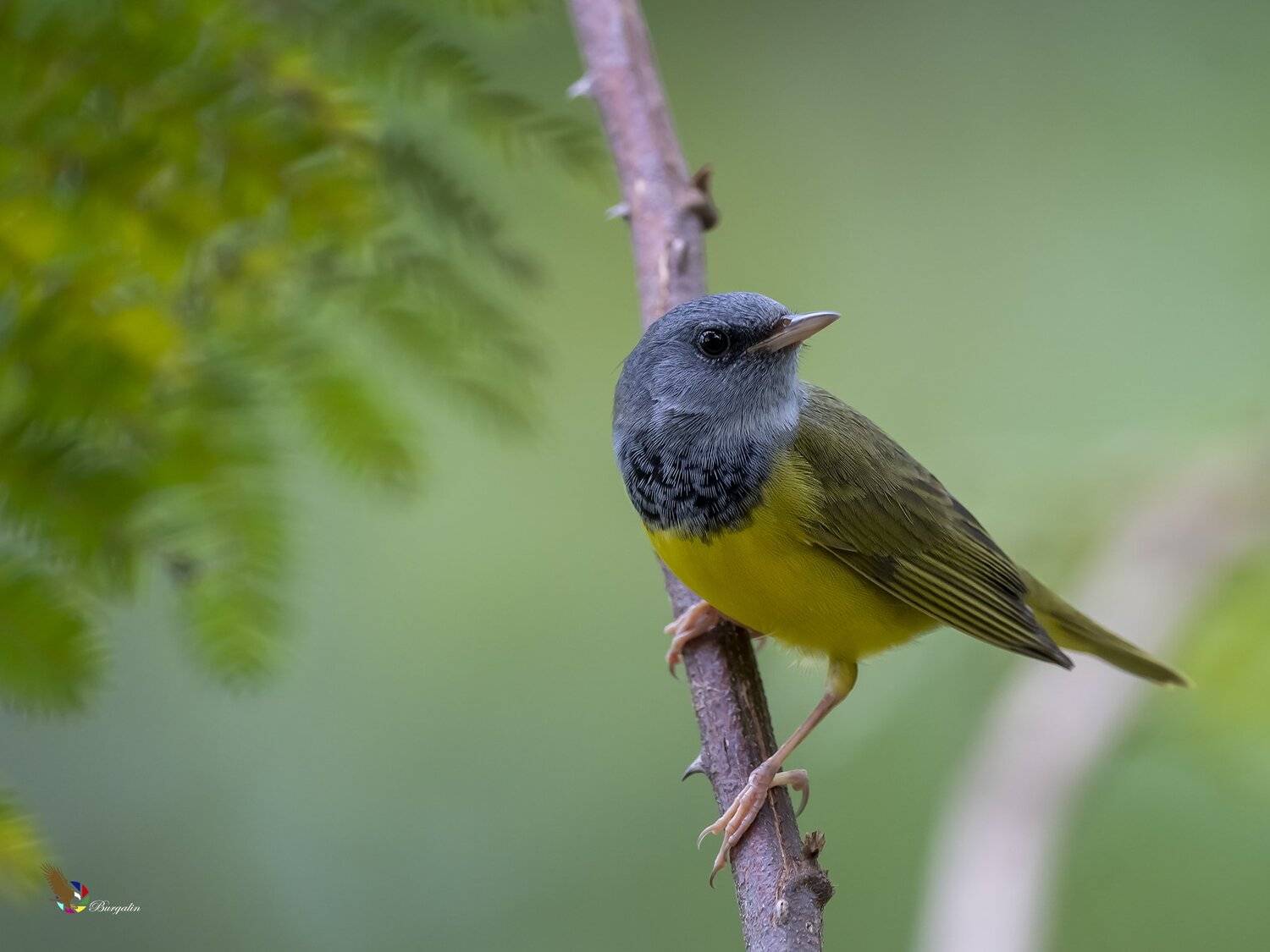 , Fernando Burgalin Sequeira