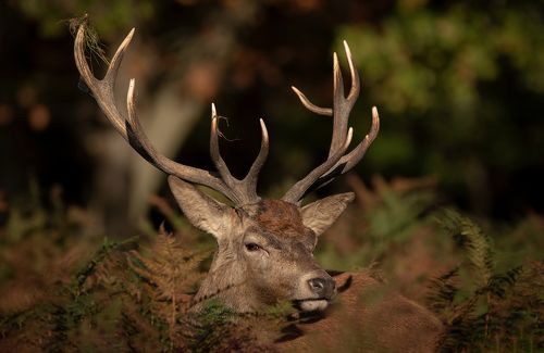 Red Deer Stag