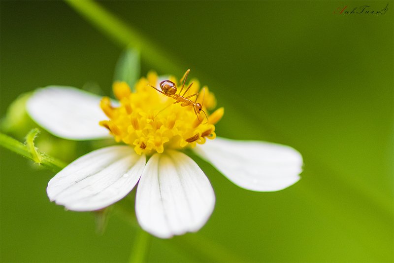 ants фото превью