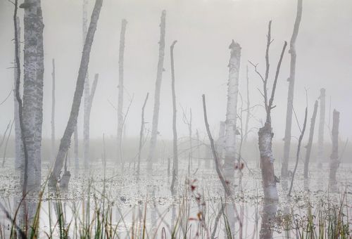 Болотный минимализм