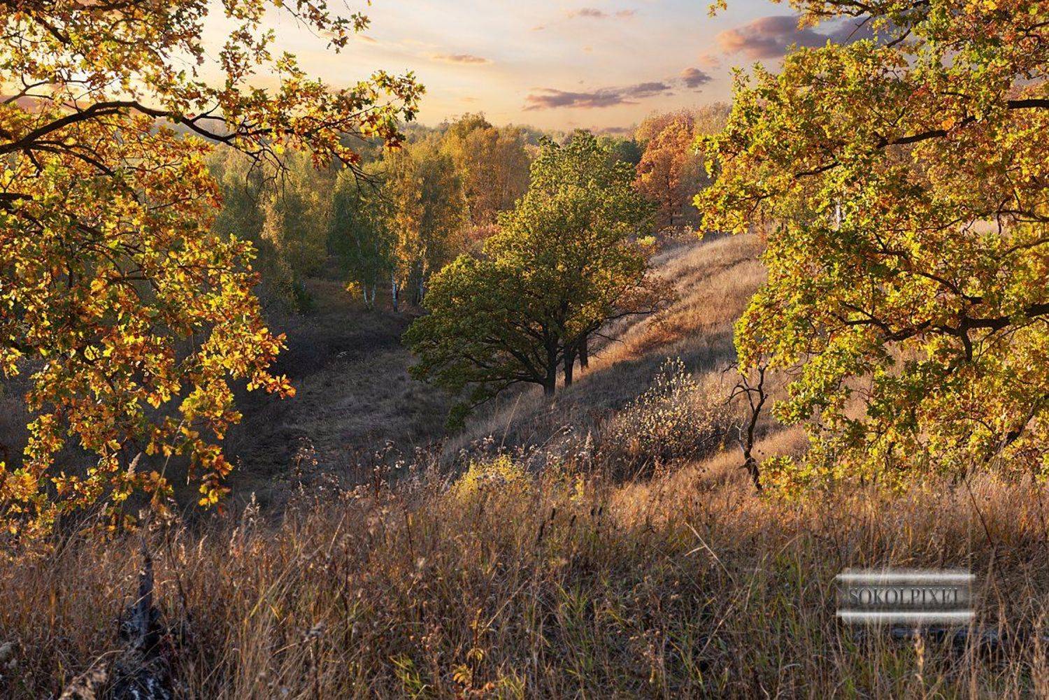 , Андрей Cоколов