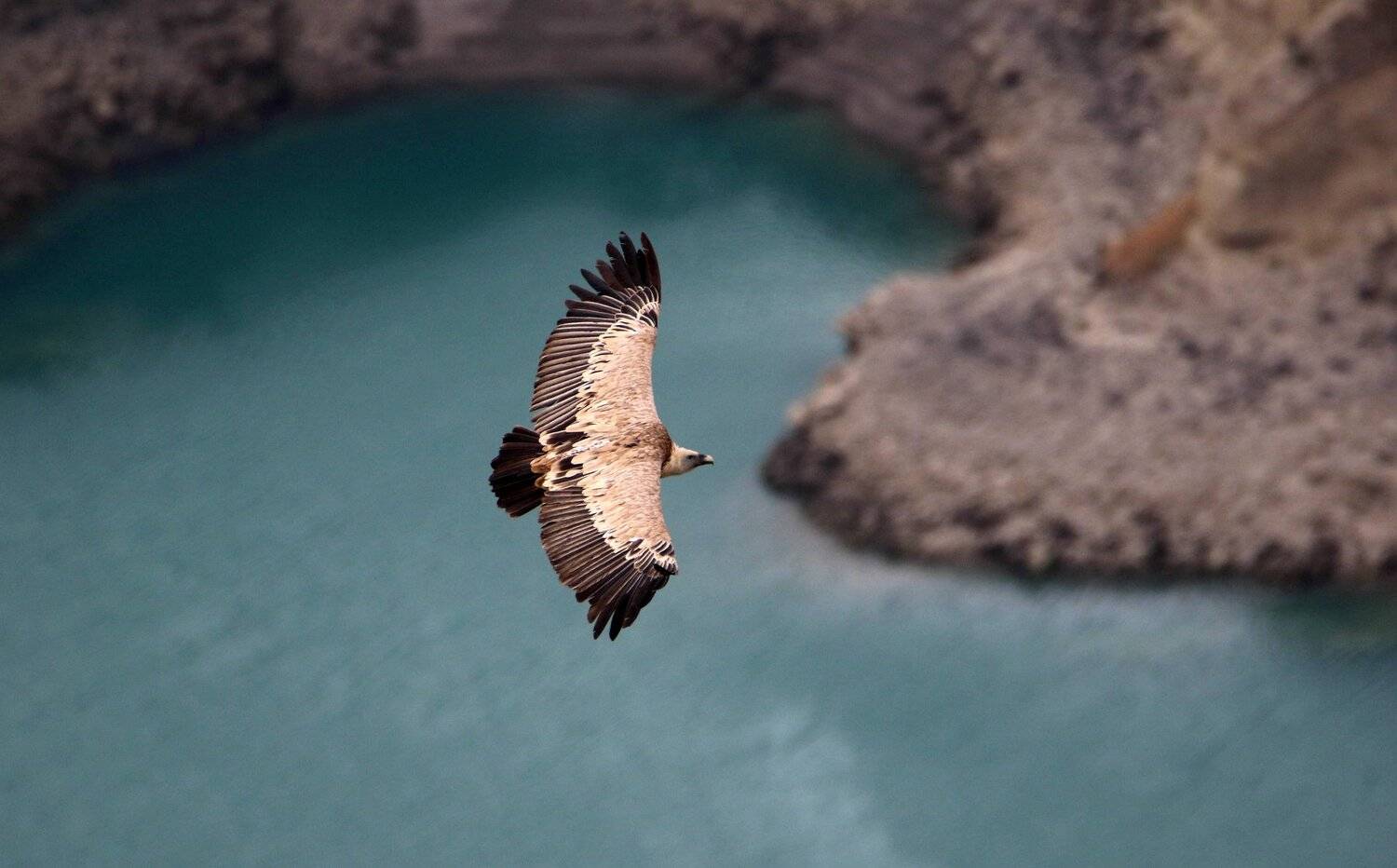 гриф,сулак,каньон,белоголовый сип,горы,вершины,пейзаж,небо,деревья,дагестан,природа, Marat Magov