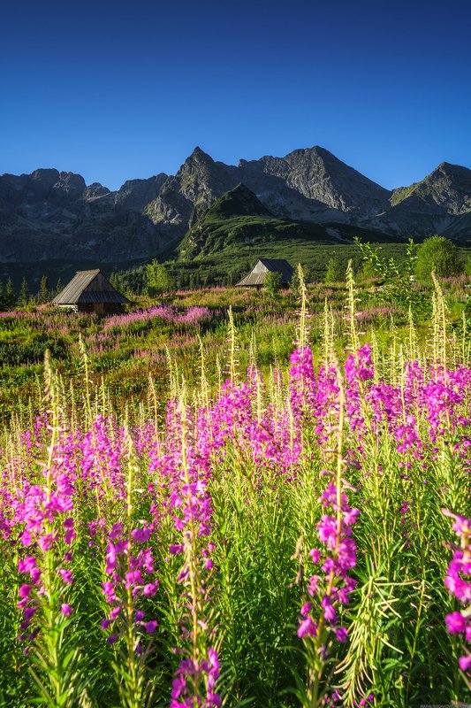 #landscape #panoramic #photo #nikon #poland #adventure  #mountains  #nature #travel #slovakia Hala Gąsienicowa фото превью