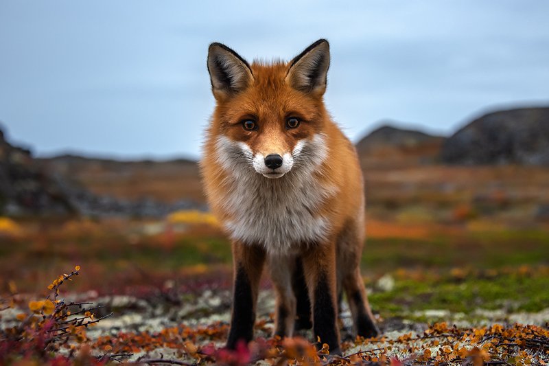 nikonrussia, nikon, fox, far zelentsy, barents sea, red hunter, murmansk, kola peninsula рыжая охотница фото превью