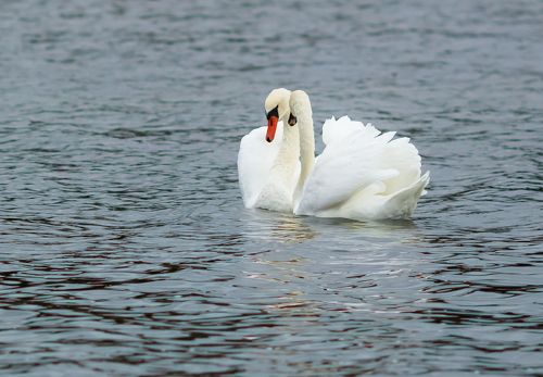 Лебединная верность. Берег Северного моря в Дании.