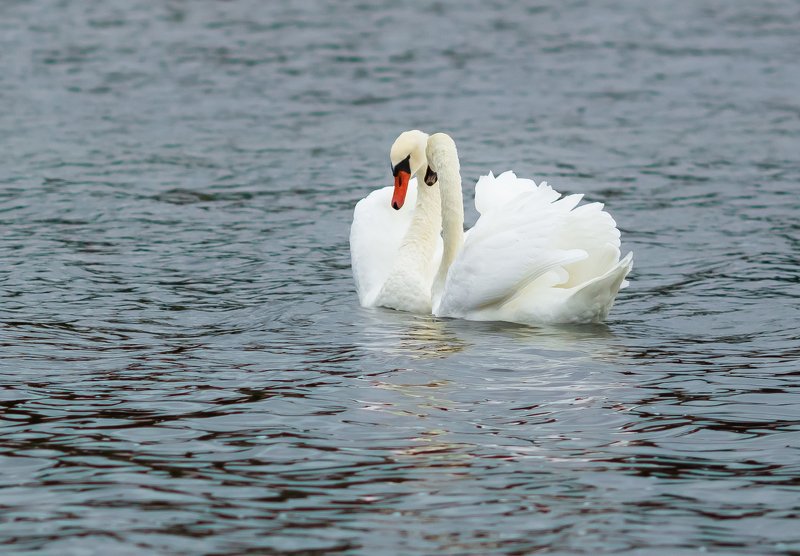 дания, лебеди, море, верность, любовь, чувства, Лебединная верность. Берег Северного моря в Дании. фото превью