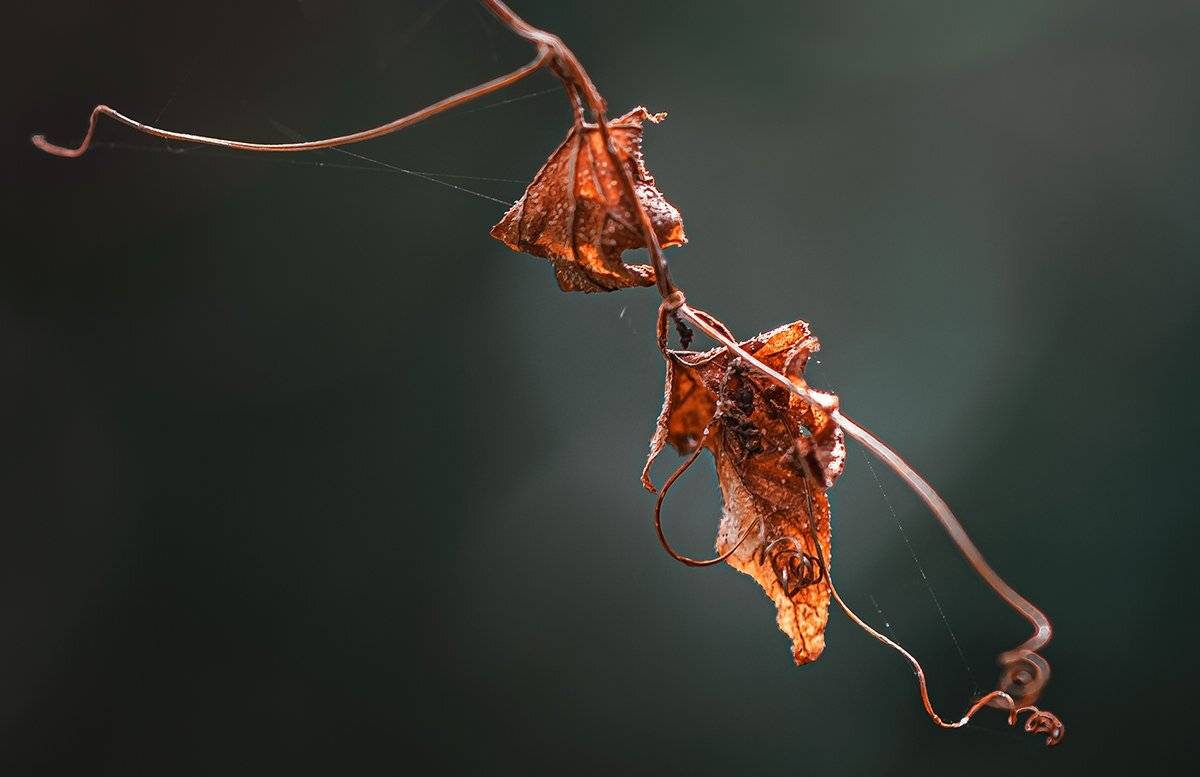 природа, макро, осень, засохший лист, паутина, Неля Рачкова