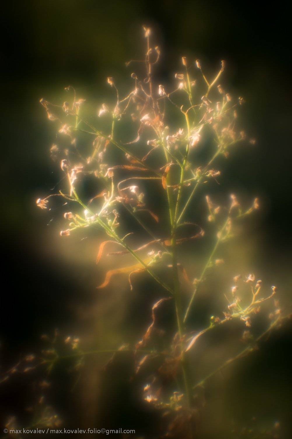 бабье лето, осень, Indian summer, autumn, soft, мягкий, монокль, трава, размытость, soft focus, monocle, растение, plant, grass, Максим Ковалёв