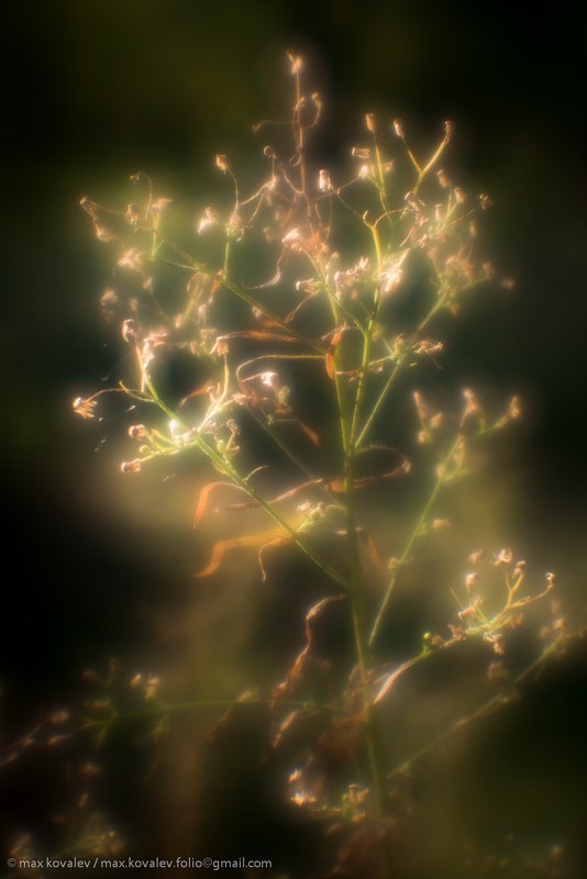 бабье лето, осень, Indian summer, autumn, soft, мягкий, монокль, трава, размытость, soft focus, monocle, растение, plant, grass Воспоминание / Remembrance фото превью