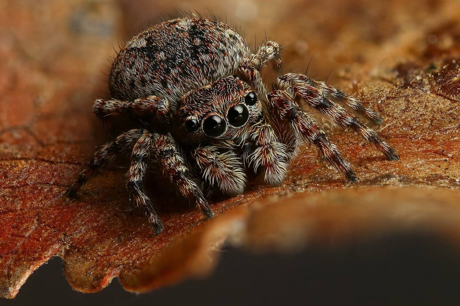 макро,природа,паук,цвет,коричневый,животное,растение,лист,глаза, Андрей Шаповалов