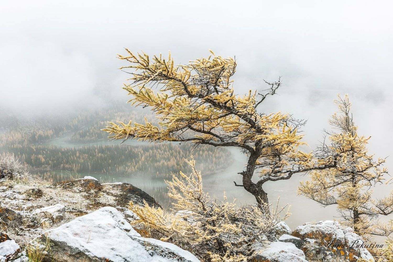 алтай, Анна Пакутина