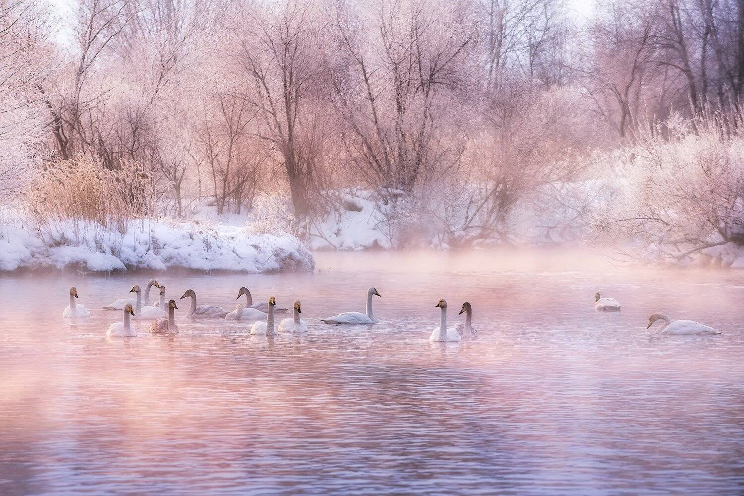 рассвет, озеро, туман, лебеди, sunrise, lake, foggy, misty, swans, swanlake, Алексей Вымятнин