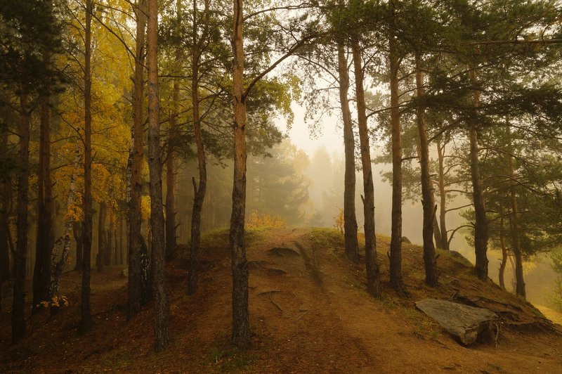 пейзаж,туман,октябрь,лес *** фото превью