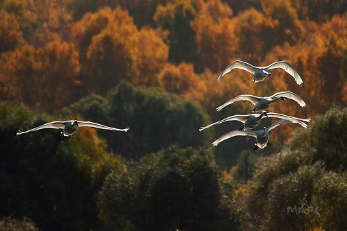 Лебеди Кандры-Куля
