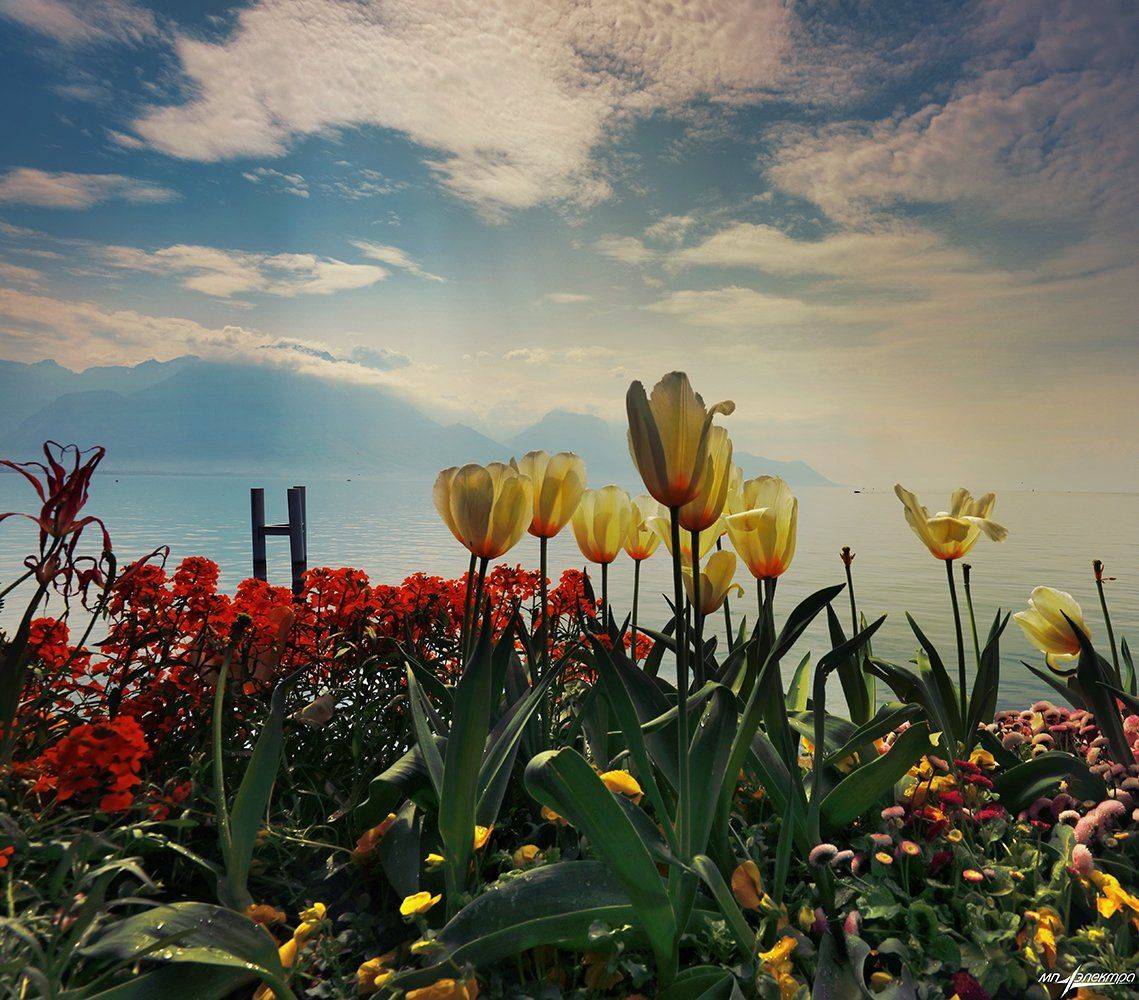 swiss, Матвеев Николай