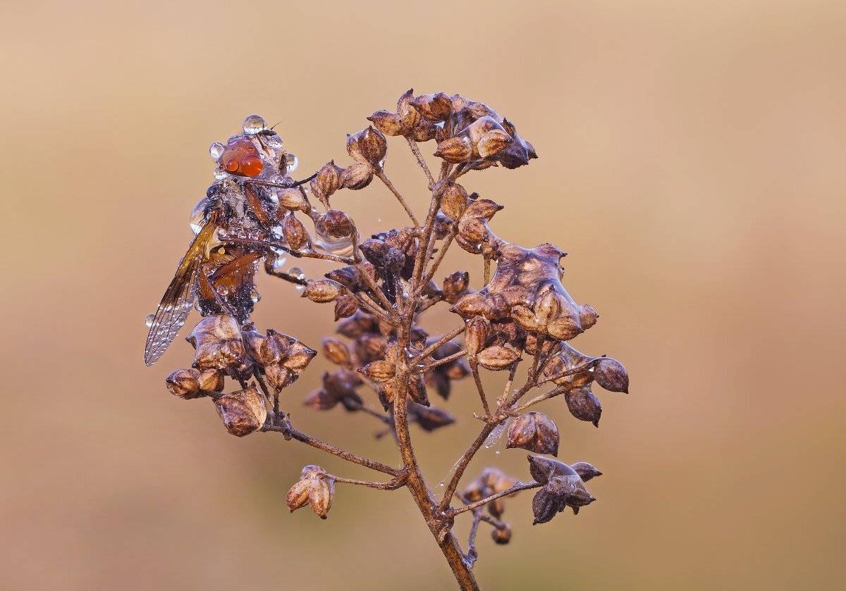, Чепленко Алексей