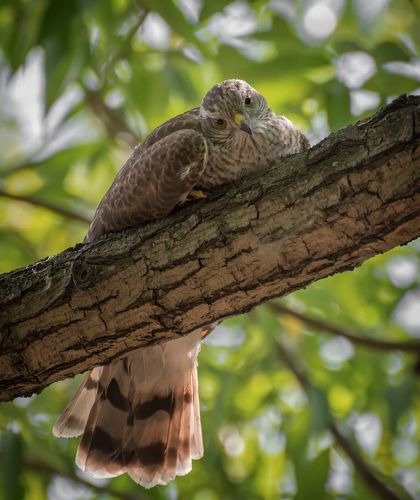 Страдания ястреба после обеда..