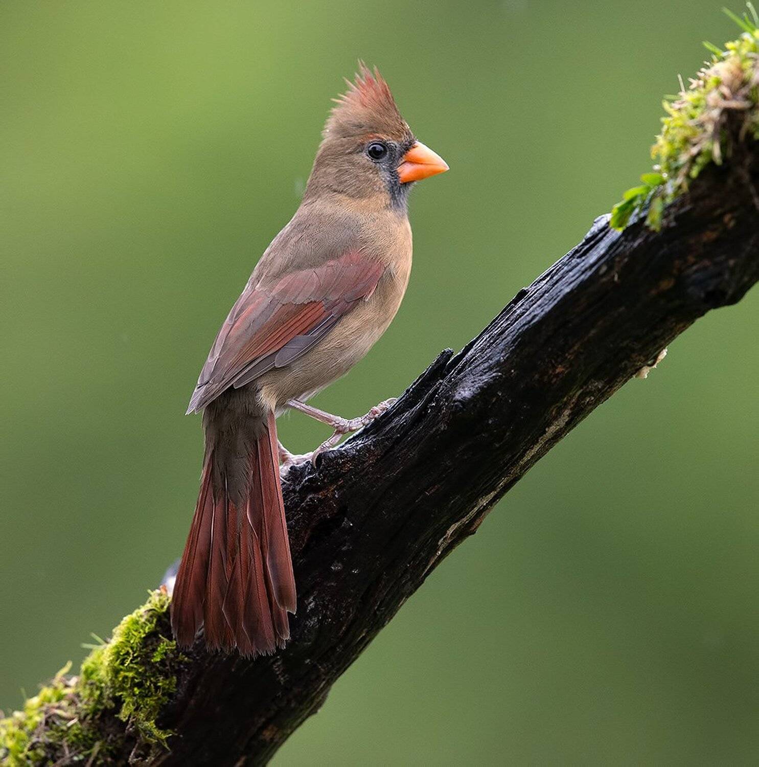 красный кардинал, northern cardinal, cardinal,кардинал, Elizabeth Etkind