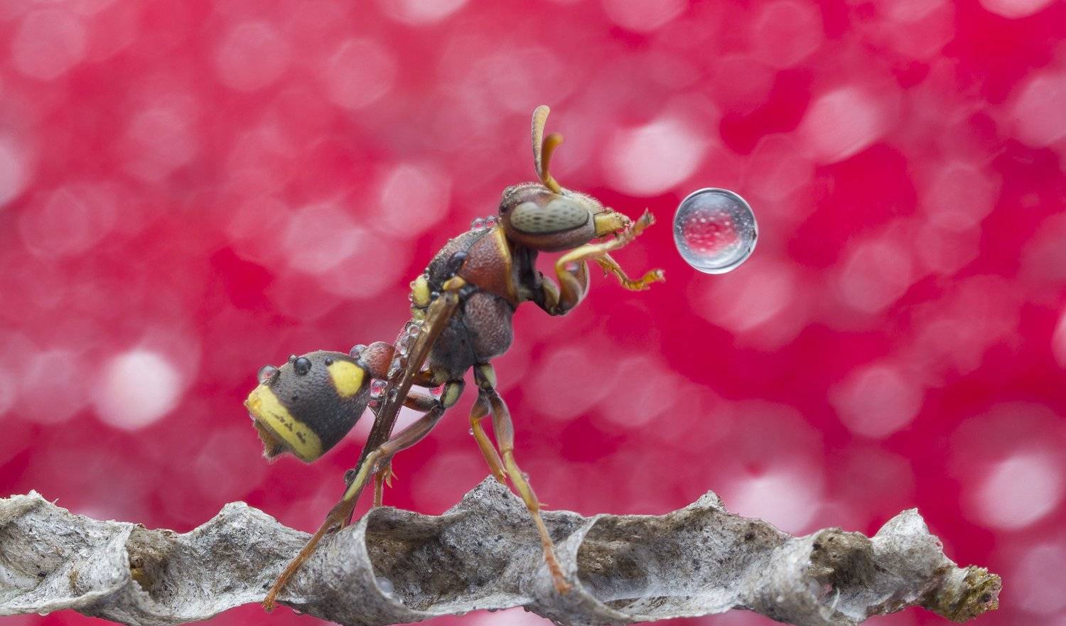 #macro#wasp#waterbubble#reflection#colors, Choo How Lim