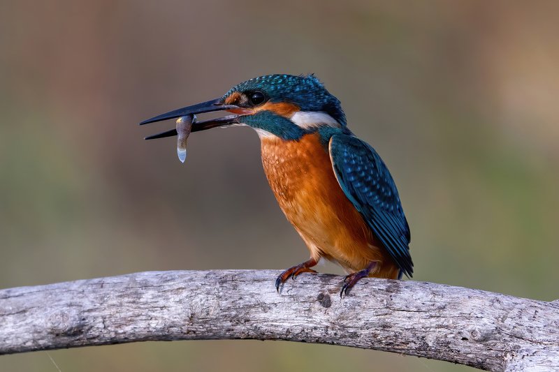 Kingfisher.... фото превью