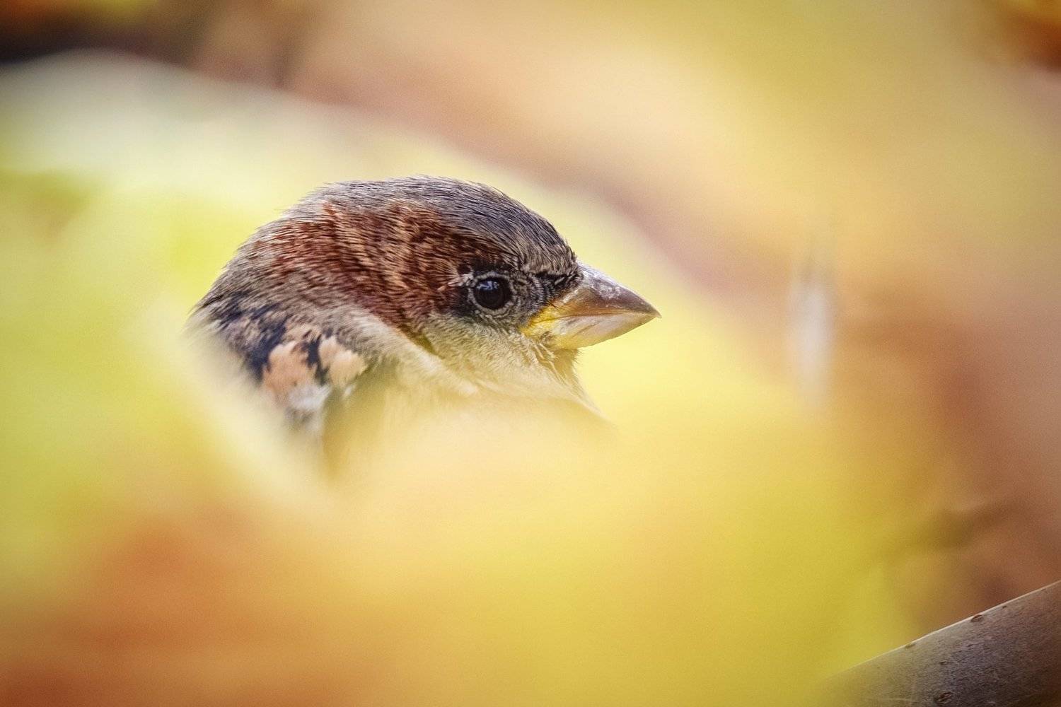 Воробьиные Истории Андрея Полякова, Андрей Поляков