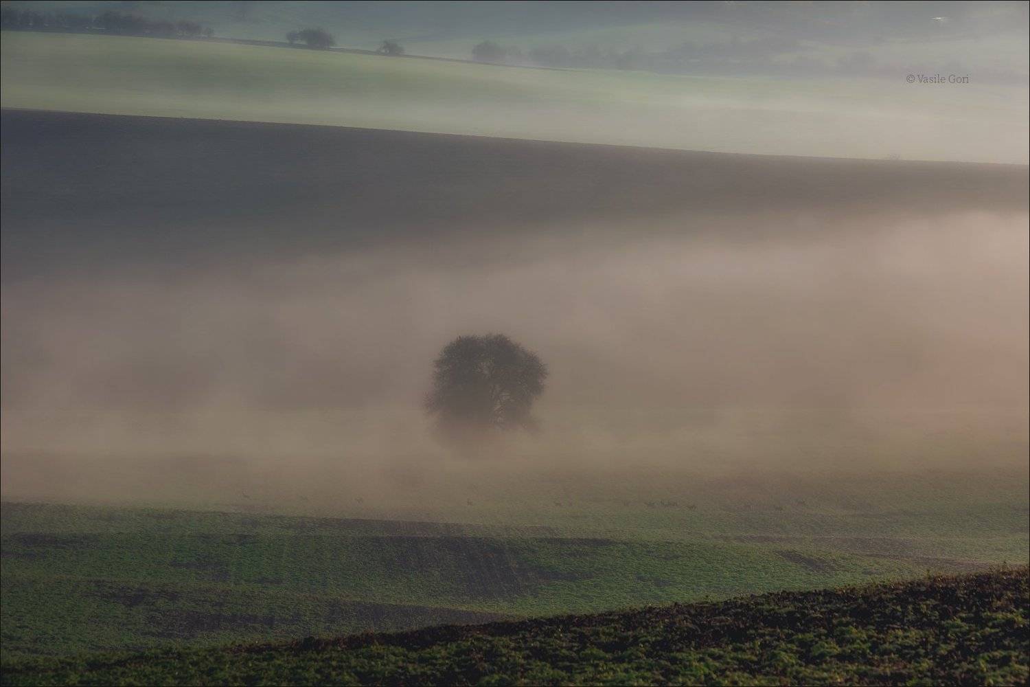 южная моравия,пейзаж,косули,линии,south moravian,lines,туман,свет,czech,осень,чехия,landscapes,поле,дерево,morning,colors,fog, Василий Гори