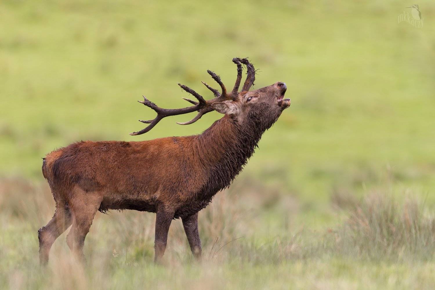 , Marcin Kaczmarkiewicz