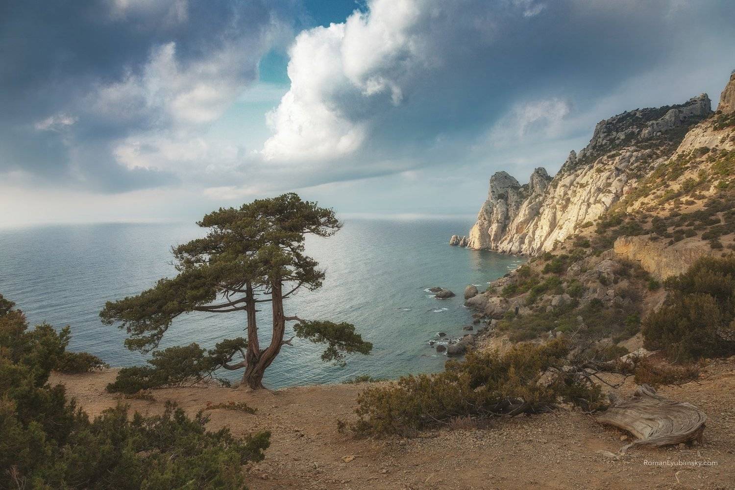 крым, новый свет, крым, сосна, дерево, пейзаж, горы, Роман Любимский