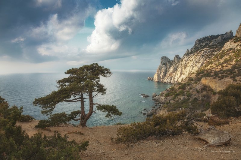 крым, новый свет, крым, сосна, дерево, пейзаж, горы У старой сосны фото превью