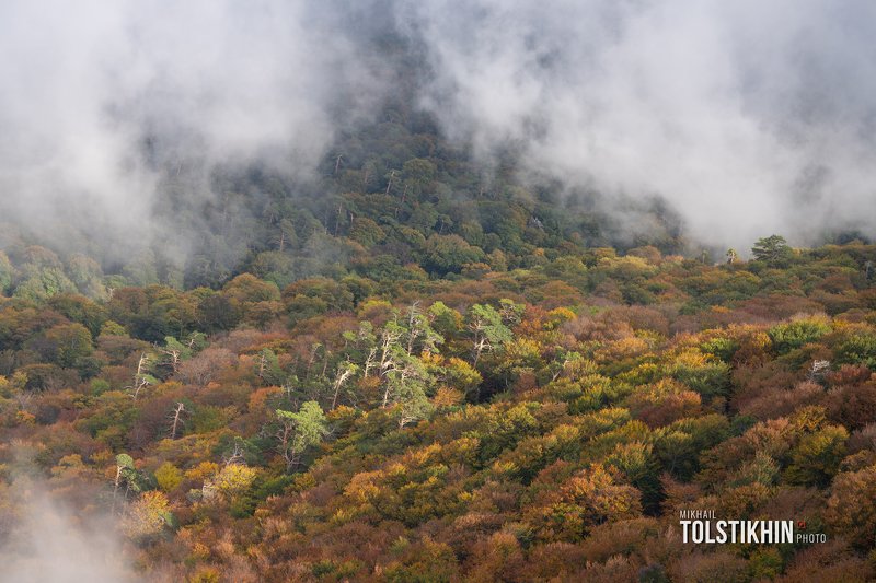 туманная осень фото превью