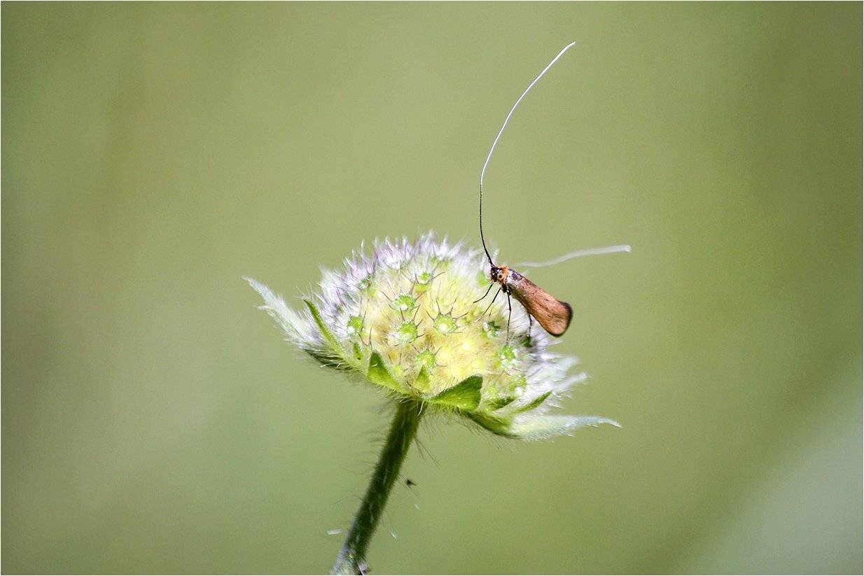длинноуска крупноглазая, моль, nemophora metallica, КарОл