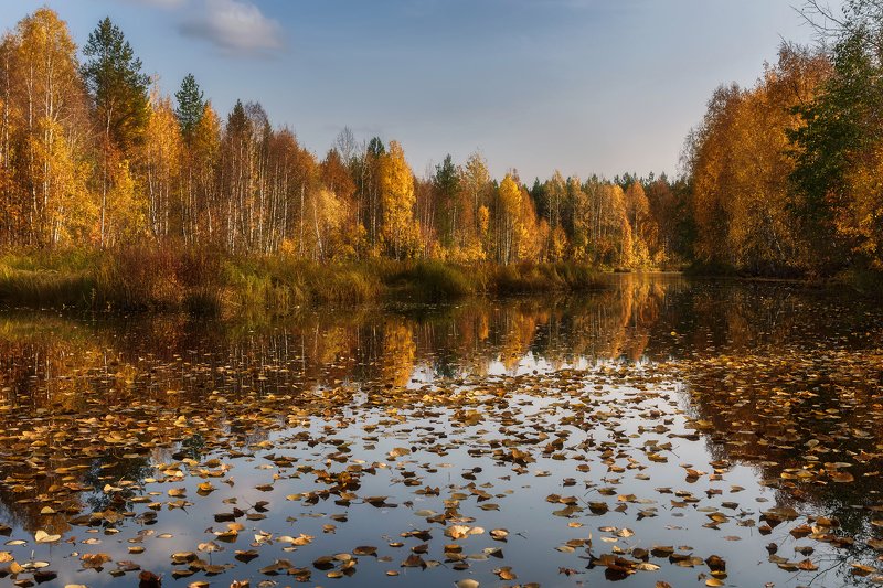осень, сентябрь, река, вода, небо, отражения, тишина, кусты, деревья, листопад, листоход Листопад на тихой речке фото превью