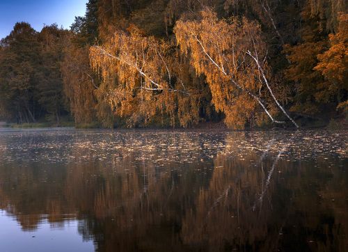 Склонились у воды березы
