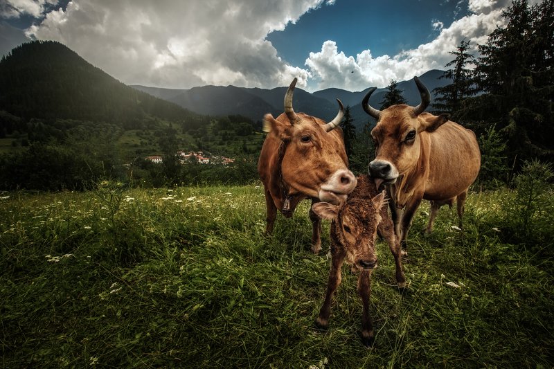 Newborn фото превью